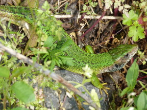 U cesty na hrad žili jašterice zelené ( Lacerta viridis ), samička.	