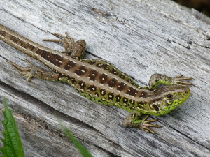 Jašterica krátkohlavá ( Lacerta agilis ), samec.