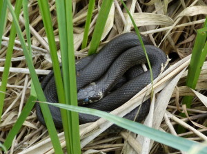 Užovka obojková ( Natrix natrix ) pred lienením, Baláta-tó.