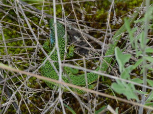 Fülöpháza, jašterica zelená ( Lacerta viridis ), samec, 11.05.2016.