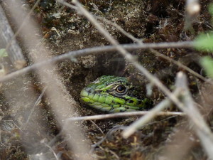 Fülöpháza, jašterica trávná ( Podarcis tauricus ), samec, 11.05.2016.