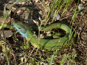 Dunakezsi, jašterica zelená ( Lacerta viridis ), 11.05.2016.          