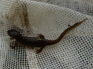 Mlok bodkovaný ( Lissotriton vulgaris ).