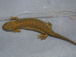 Mlok dunajský, samička ( Triturus dobrogicus ).