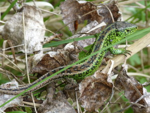 Jašterica krátkohlavá ( Lacerta agilis ), samec, Lébény.