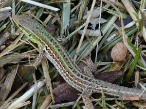 Jašterica ruinová ( Podarcis siculus campestris ), samička, Crikvenica.