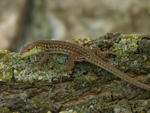 Jašterica sicílská ( Podarcis siculus campestris ), mláďa, Crikvenica.