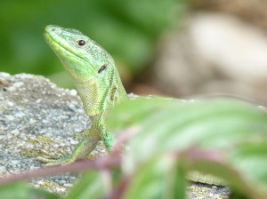 Jašterica ruinová ( Podarcis siculus campestris ), samec,  Crikvenica.