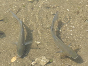 Morské ryby v potoku, asi 500 m proti prúdu od mora. 