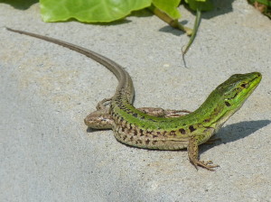 Jašterica ruinová ( Podarcis siculus campestris ), samec,  Crikvenica.