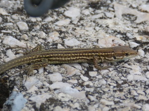 Jašterica ruinová ( Podarcis siculus campestris ), mláďa, Crikvenica.