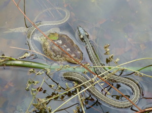 Užovka obojková ( Natrix natrix persa ) vo zbytku vody, kde sa snažila prehltnúť nafúknutú ropuchu bradavičnatú ( Bufo bufo ).