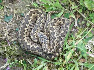 Vretenica menšia ( Vipera ursinii rakosiensis ).