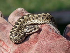 Vretenica menšia ( Vipera ursinii rakosiensis ).