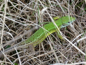 Jašterica zelená ( Lacerta viridis ), mladý samec.