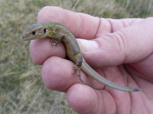 Jašterica zelená ( Lacerta viridis ), mláďa.