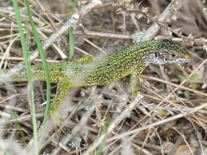  Jašterica zelená ( Lacerta viridis ), samička. 