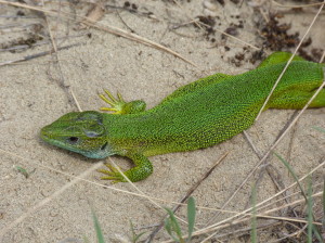  Jašterica zelená ( Lacerta viridis ), samec. 