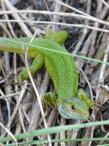 Samec jašterice zelenej ( Lacerta viridis ).