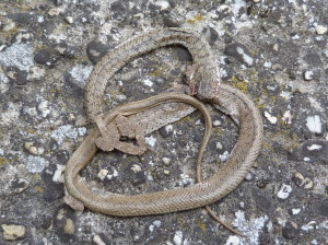 Dunaföldvár, užovka kaspická ( Dolichophis caspius ).