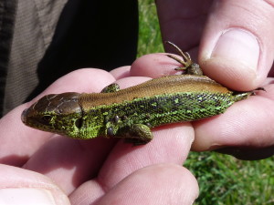 Jašterica krátkohlavá ( Lacerta agilis ), samec.