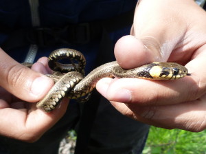 Užovka obojková ( Natrix natrix ).