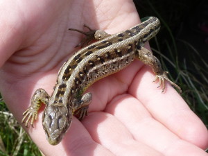 Jašterica krátkohlavá ( Lacerta agilis ), samička.                