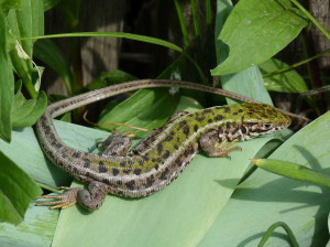 Jašterica zelená ( Lacerta viridis ), samička. 