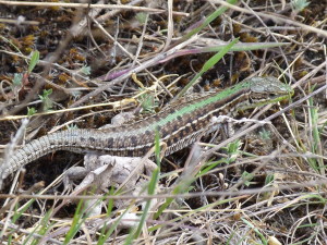 Jašterice trávné ( Podarcis tauricus ), samičky, Soltszentimre. 