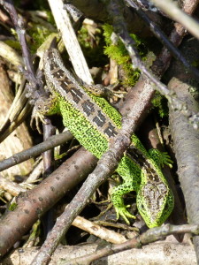 Samec jašterice krátkohlavej ( Lacerta agilis ). 