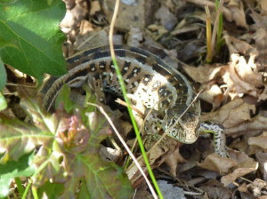 Samička jašterice krátkohlavej ( Lacerta agilis ). 