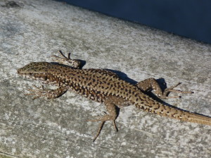 Jašterica múrová ( Podarcis muralis brongniardii ), samec, Labenne, 18.06.2017, 08:52 hod.