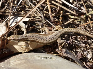 Jašterica múrová ( Podarcis muralis brongniardii ), samička, Labenne, 18.06.2017, 08:53 hod.