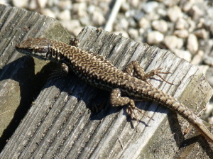 Jašterica múrová ( Podarcis muralis brongniardii ), samec, Labenne,18.06.2017, 09:04 hod.  