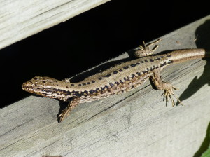 Jašterica múrová ( Podarcis muralis brongniardii ), mláďa, Hendaye, 18.06.2017, 09:59 hod. 