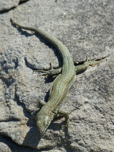 Jašterice Podarcis liolepis sebastiani, samička, Monte Urgull, skalná stena u mora, 18.06.2017, 14:46 hod. 