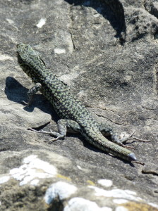 Asi hybrid Podarcis muralis x  Podarcis liolepis, samec?   