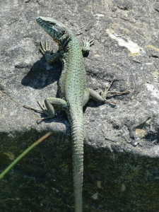 Jašterice Podarcis liolepis sebastiani, samec, Monte Urgull, skalná stena u mora, 18.06.2017, 14:52 hod. 	