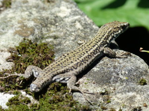 Podarcis liolepis sebastiani, samec, hrad la Mota, 18.06.2017, 15:29 hod.