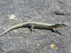 Podarcis liolepis sebastiani, samička, Monte Urgull, 18.06.2017, 16:07 hod.