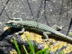 Podarcis liolepis sebastiani, samec, Monte Urgull, 18.06.2017, 16:07 hod.