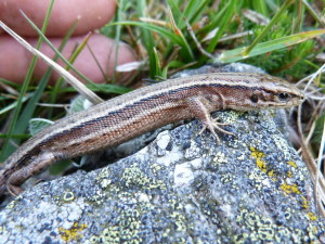 Jašterica živorodá, ( Zootoca vivipara louislantzi ), samička, Púerto de Pajares, 1379 m.n.m., 19.06.2017, 09:22 hod.