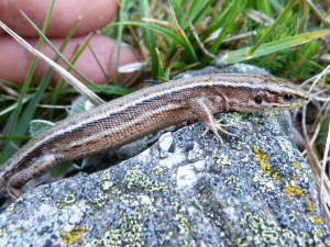 Jašterica živorodá, ( Zootoca vivipara louislantzi ), samička, Púerto de Pajares, 1379 m.n.m., 19.06.2017, 09:22 hod.