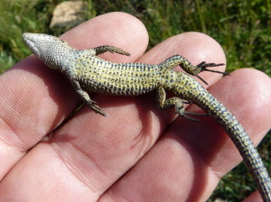 Jašterica živorodá ( Zootoca vivipara louislantzi ), samec a jeho brucho, 19.06.2017, 09:30 hod.