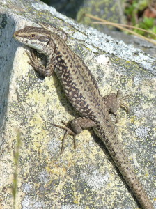 Iberolacerta monticola cantabrica, samička, Púerto de Pajares, 19.06.2017, 10:29 h.