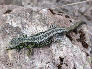 Jašterice ( Iberolacerta monticola cantabrica ), samec, sedlo la Cubilla, 19.06.2017, 12:45 hod.