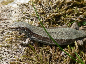 Jašterica múrová ( Podarcis muralis brongniardii ), samička, 19.06.2017, 13:52 hod.