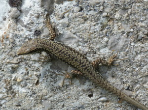 Jašterica múrová ( Podarcis muralis brongniardii ), samec, 19.06.2017, 13:55 hod.