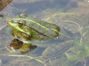 Skokan Pelophylax perezi, Púerto de la Cubilla, 19.06.2017, 13:59 hod.