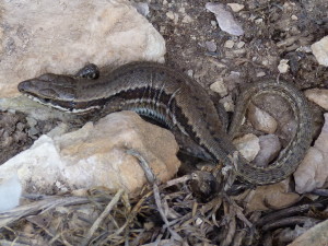 Jašterica múrová, mláďa ( P. muralis brongniardii ), 20.06.2017, 09:48 hod. 